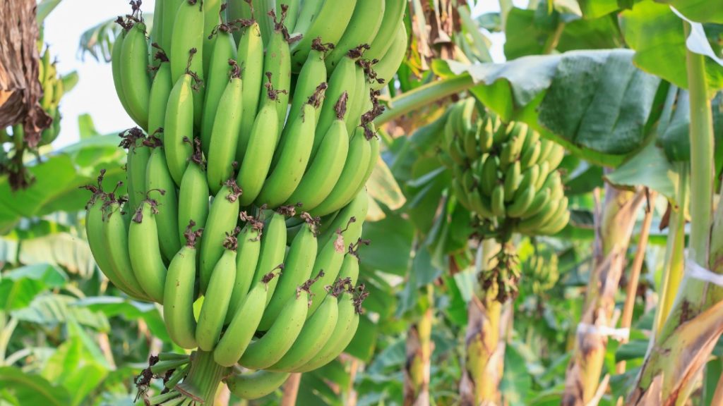 BANANA FARMING AND PROCESSING BUSINESS PLAN IN NIGERIA