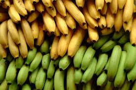 BANANA FARMING AND PROCESSING BUSINESS PLAN IN NIGERIA