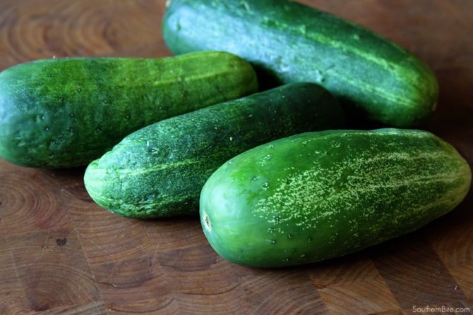 CUCUMBER FARMING AND PROCESSING BUSINESS PLAN IN NIGERIA