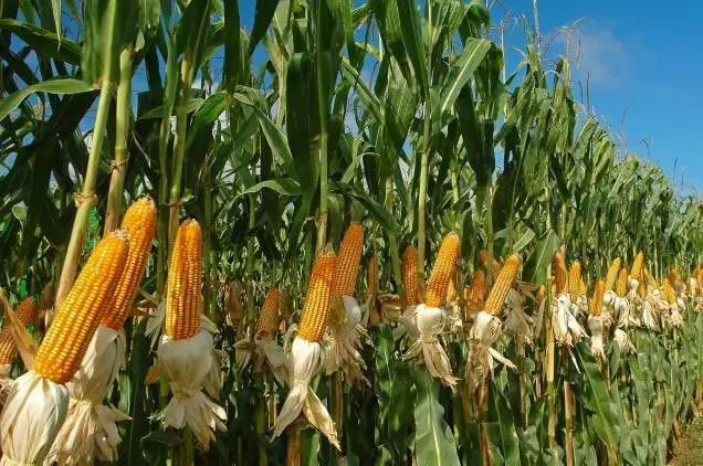 MAIZE FARMING AND PROCESSING BUSINESS PLAN IN NIGERIA