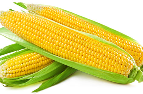 MAIZE FARMING AND PROCESSING BUSINESS PLAN IN NIGERIA