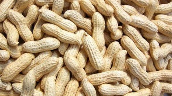 PEANUT FARMING AND PROCESSING BUSINESS PLAN IN NIGERIA