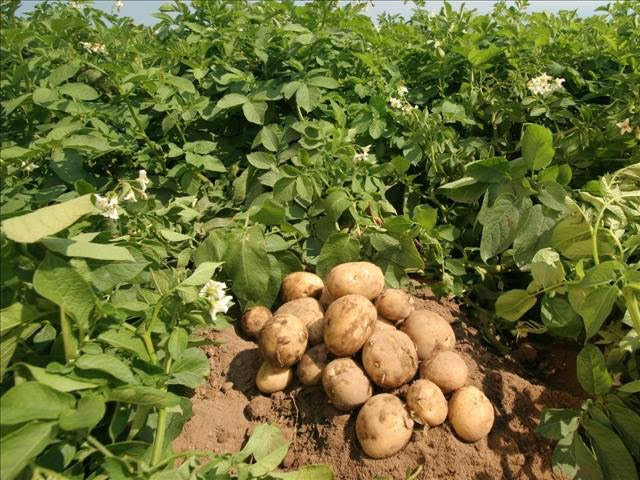 commercial potato production handbook pdf