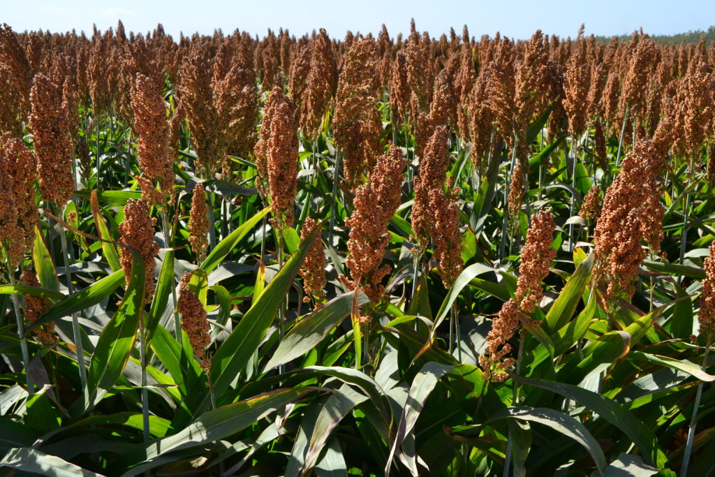 SORGHUM FARMING AND PROCESSING BUSINESS PLAN IN NIGERIA