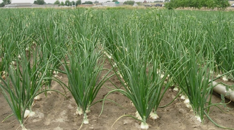 ONION FARMING BUSINESS PLAN IN NIGERIA
