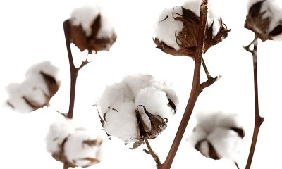 COTTON FARMING AND PROCESSING BUSINESS PLAN IN NIGERIA