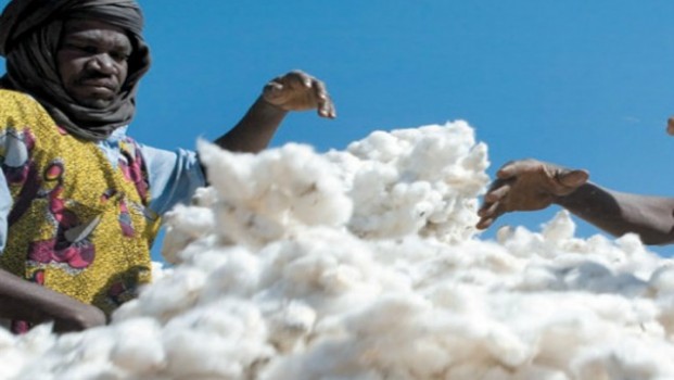 COTTON FARMING AND PROCESSING BUSINESS PLAN IN NIGERIA