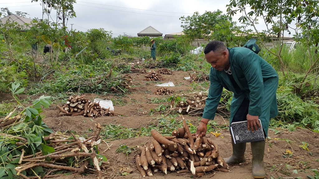 HOW TO START A PROFITABLE CASSAVA PROCESSING BUSINESS