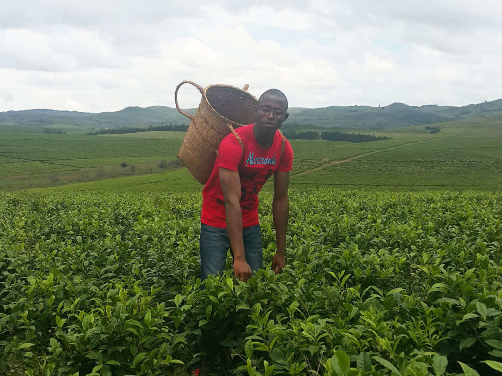 TEA FARMING AND PROCESSING BUSINESS PLAN IN NIGERIA