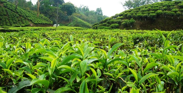TEA FARMING AND PROCESSING BUSINESS PLAN IN NIGERIA
