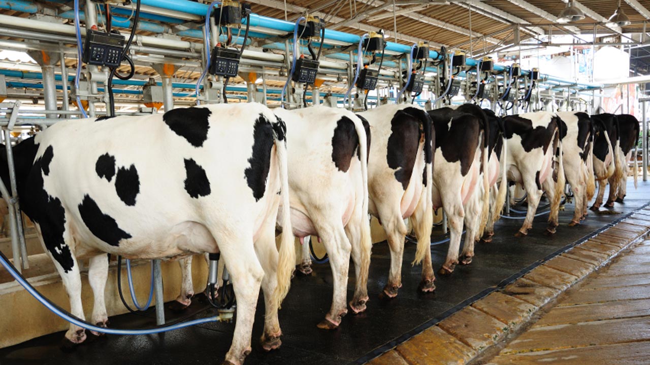 business plan for dairy farming