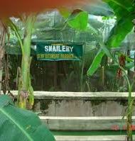 Business-Description-of-Snailery-Business-plan-in-Nigeria-2