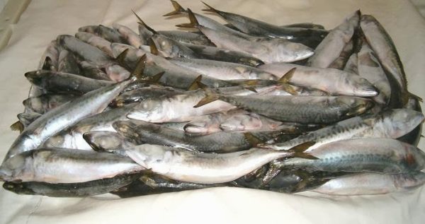 FROZEN-FOODS-BUSINESS-PLAN-IN-NIGERIA-1