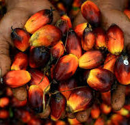 PALM-OIL-PRODUCTION-AND-PROCESSING-BUSINESS-PLAN-IN-NIGERIA-3