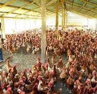 POULTRY-BUSINESS-PLAN-IN-NIGERIA-2