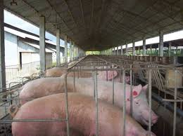 piggery business plan in south africa