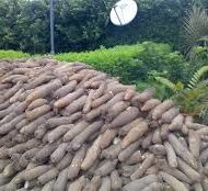 YAM-PRODUCTION-BUSINESS-PLAN-IN-NIGERIA
