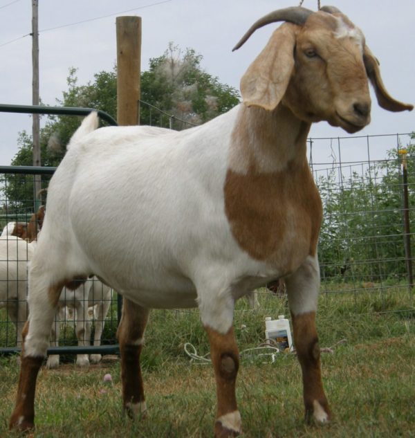 GOAT-FARMING-BUSINESS-PLAN-IN-NIGERIA-3-971×1024