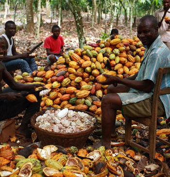 COCOA-FARMING-AND-PROCESSING-BUSINESS-PLAN-IN-NIGERIA