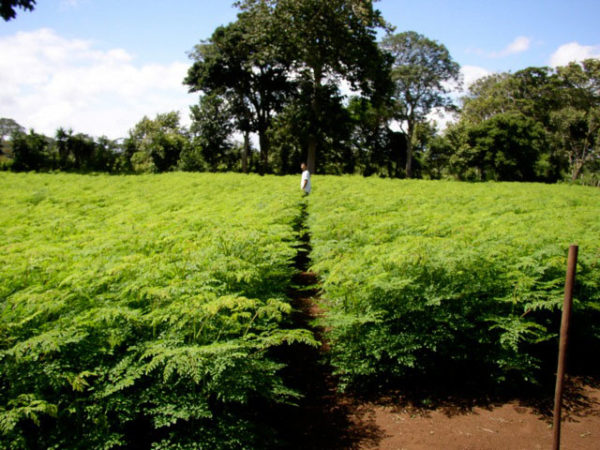 MORINGA-FARM-BUSINESS-PLAN-IN-NIGERIA-2