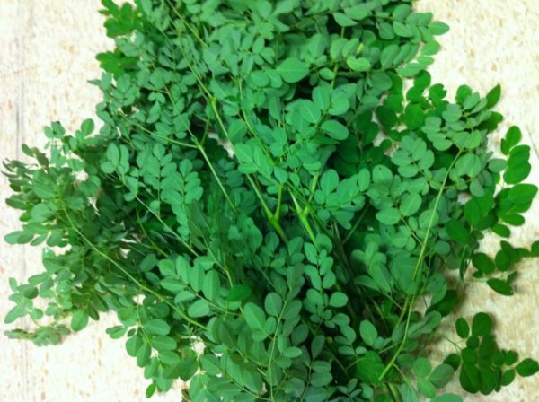 MORINGA-FARM-BUSINESS-PLAN-IN-NIGERIA-3-1024×765