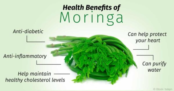 MORINGA-FARM-BUSINESS-PLAN-IN-NIGERIA-4-1024×538