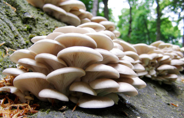 sample business plan for mushroom farming