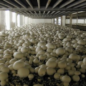 Mushroom farming business plan ogscapital image