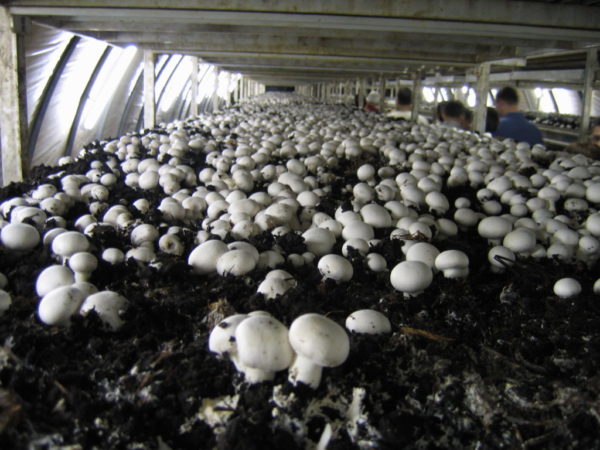 MUSHROOM-FARM-BUSINESS-PLAN-IN-NIGERIA-4-1024×768