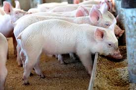 Pig Farm Business Plan