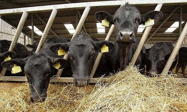 cattle rearing business plan in nigeria
