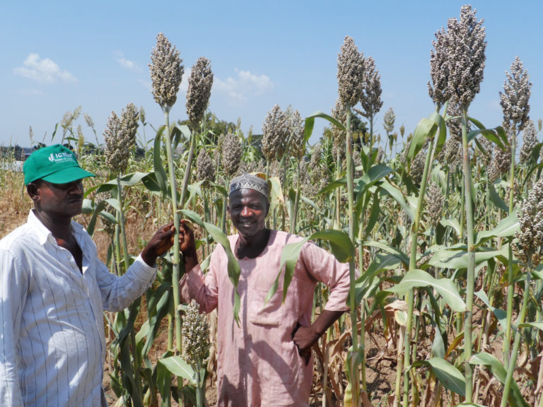 SORGHUM FARMING AND PROCESSING BUSINESS PLAN IN NIGERIA