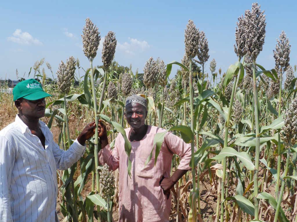 SORGHUM FARMING AND PROCESSING BUSINESS PLAN IN NIGERIA