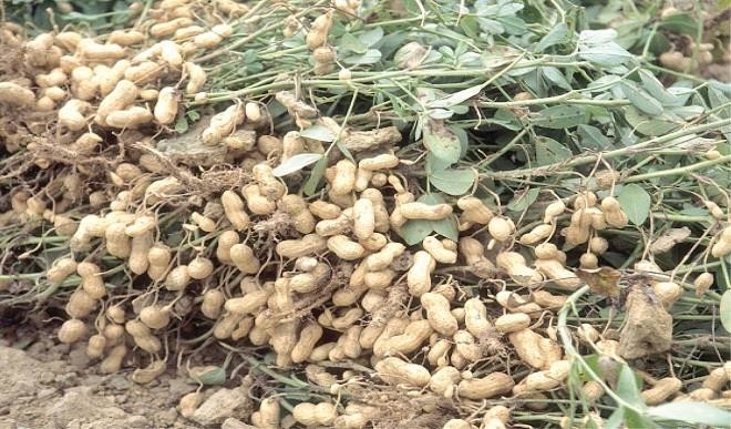 GROUNDNUT FARMING AND PROCESSING BUSINESS PLAN IN NIGERIA