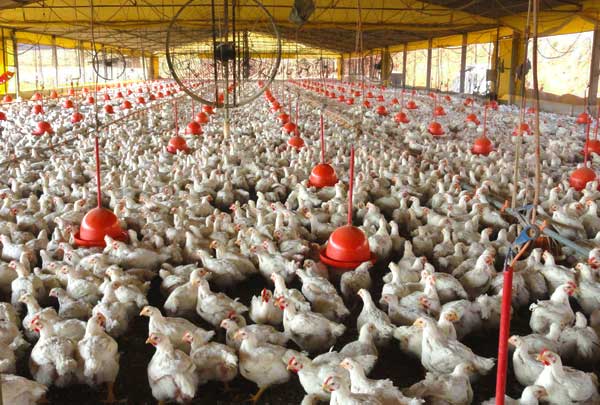 12 ways to profit from the Poultry Value Chain in Nigeria