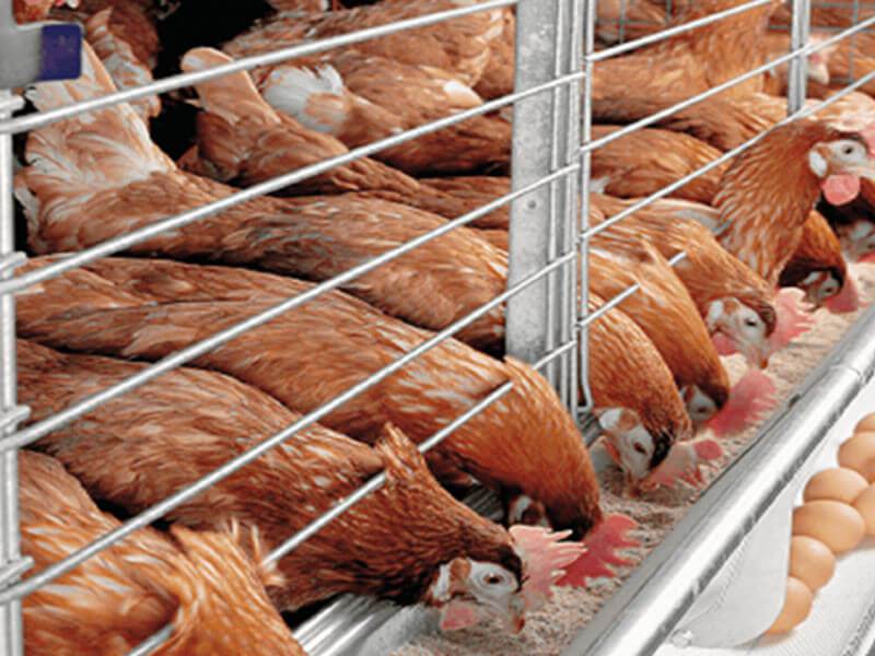 12 ways to profit from the Poultry Value Chain in Nigeria