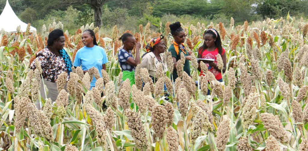 25 ways to profit from the Tamba (Finger Millet ) Value Chain in Nigeria
