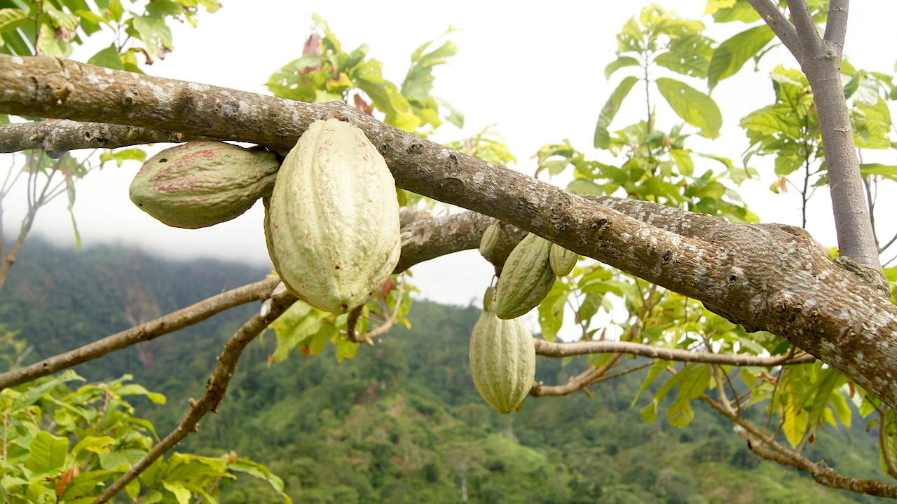 How To Start A Cocoa Farm Business in Nigeria