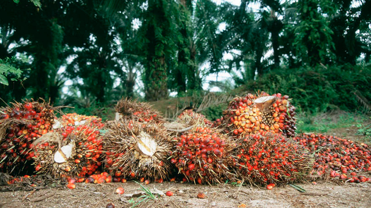 How To Start A Palm Oil Processing Business in Nigeria