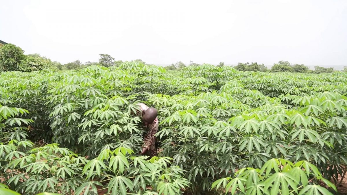 How to Start A Cassava Processing Business