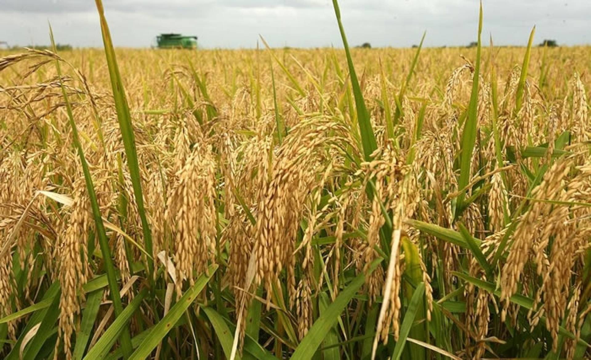 Executive Summary Of Rice Milling Business Plan In Nigeria 