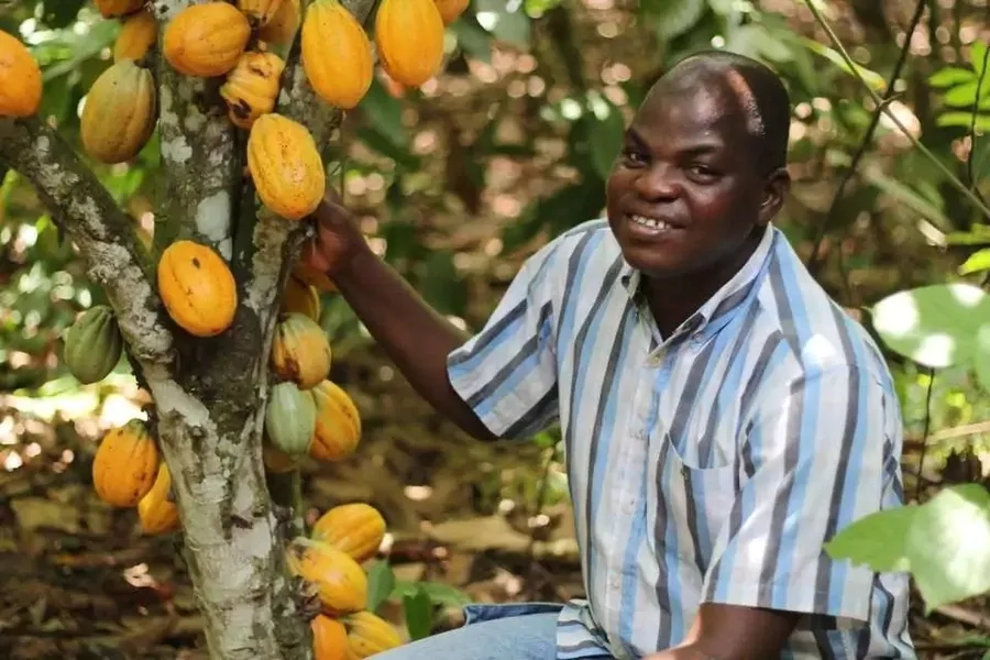 How To Start A Cocoa Farm Business in Nigeria