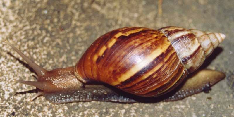 How to set up a snail farm business in Nigeria