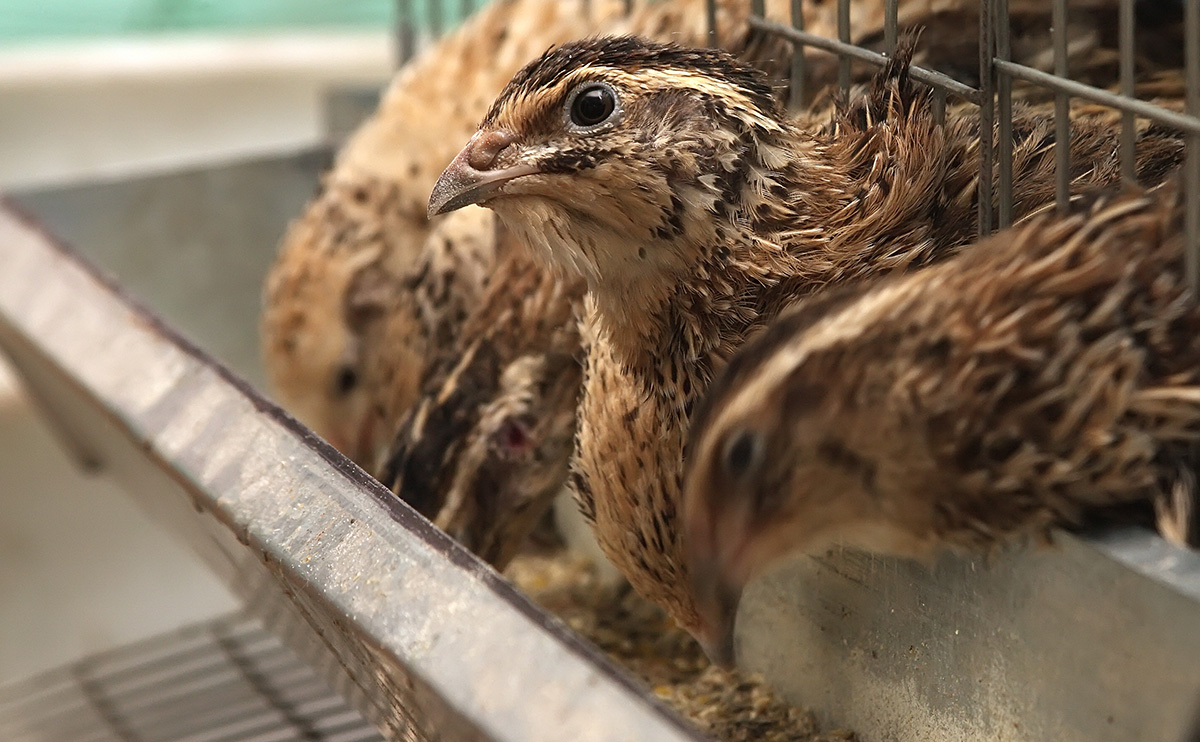 How To Set Up A Quail Farm Business in Nigeria