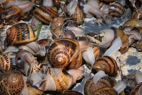 How to set up a snail farm business in Nigeria