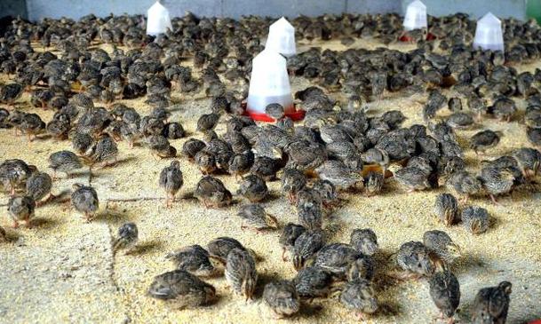 How To Set Up A Quail Farm Business in Nigeria