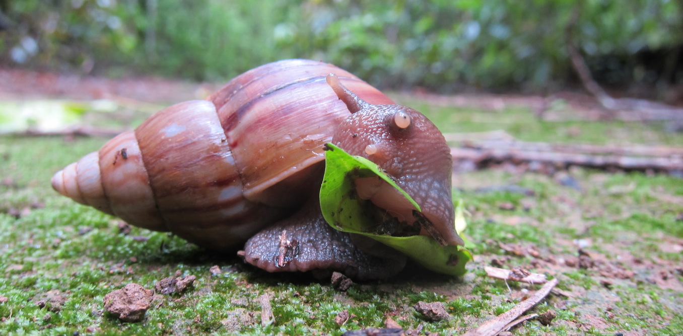 How to set up a snail farm business in Nigeria