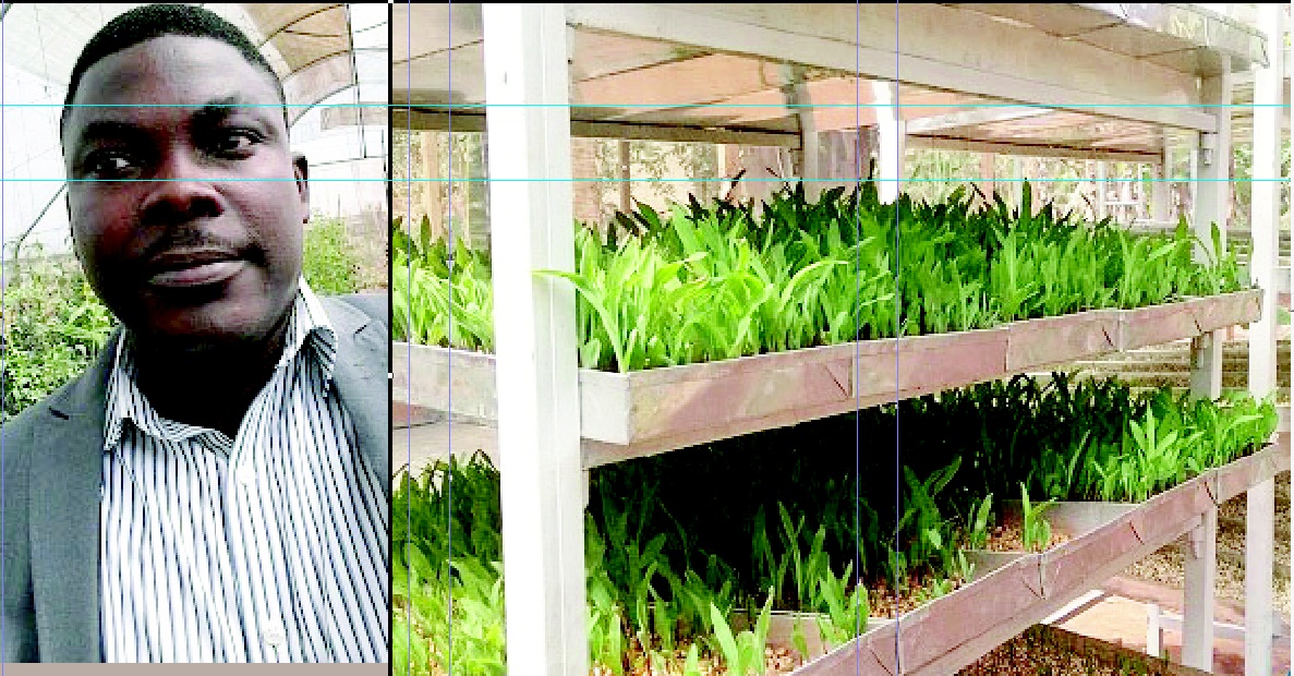 Executive Summary of Hydroponics Vegetable Farm in Nigeria