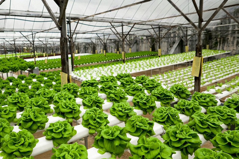 Executive Summary of Hydroponics Vegetable Farm in Nigeria