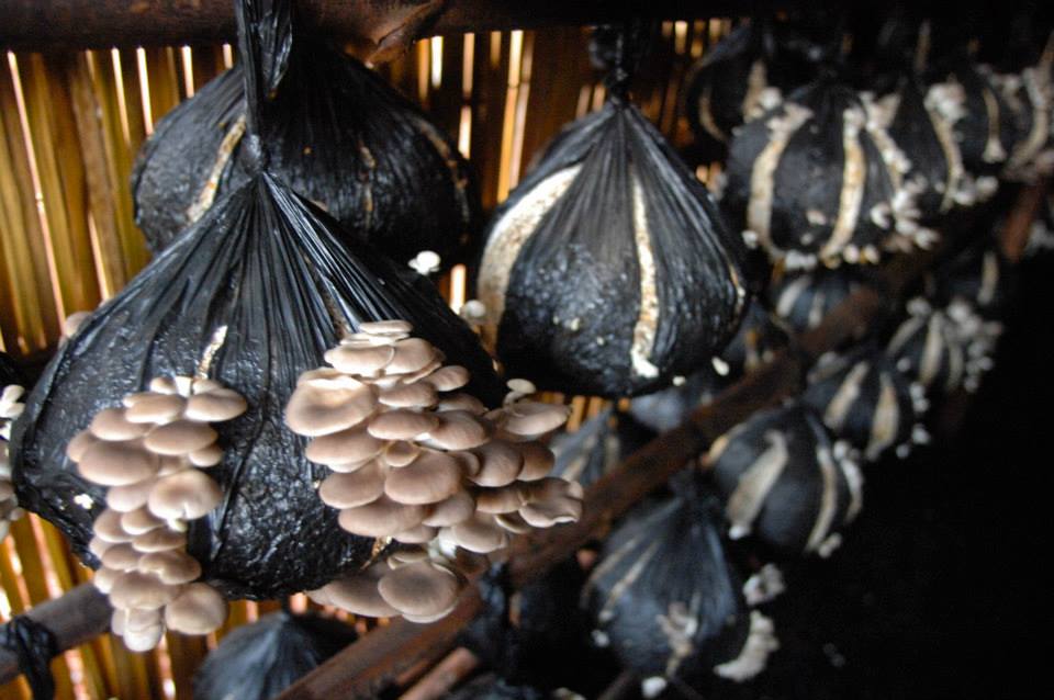 Executive Summary of Mushroom Business Plan in Nigeria